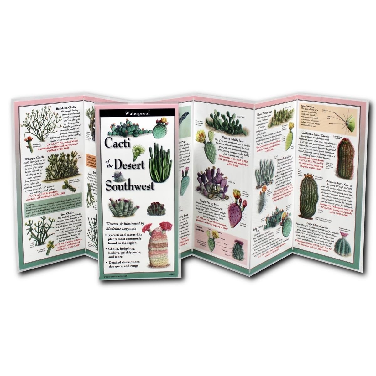 Paradise Clay FGG107 Cacti of the Desert Southwest - Book