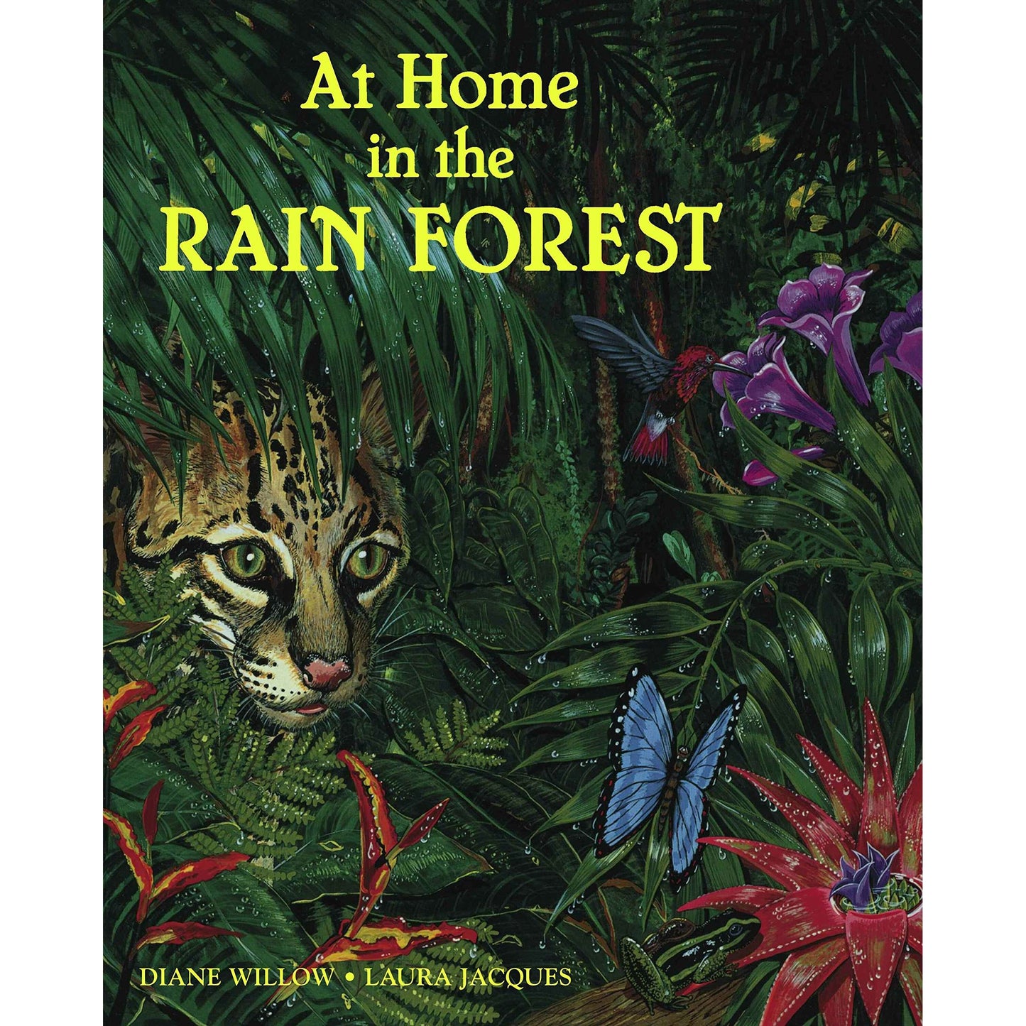 Paradise Clay RAN610 At Home in the Rain Forest - Book