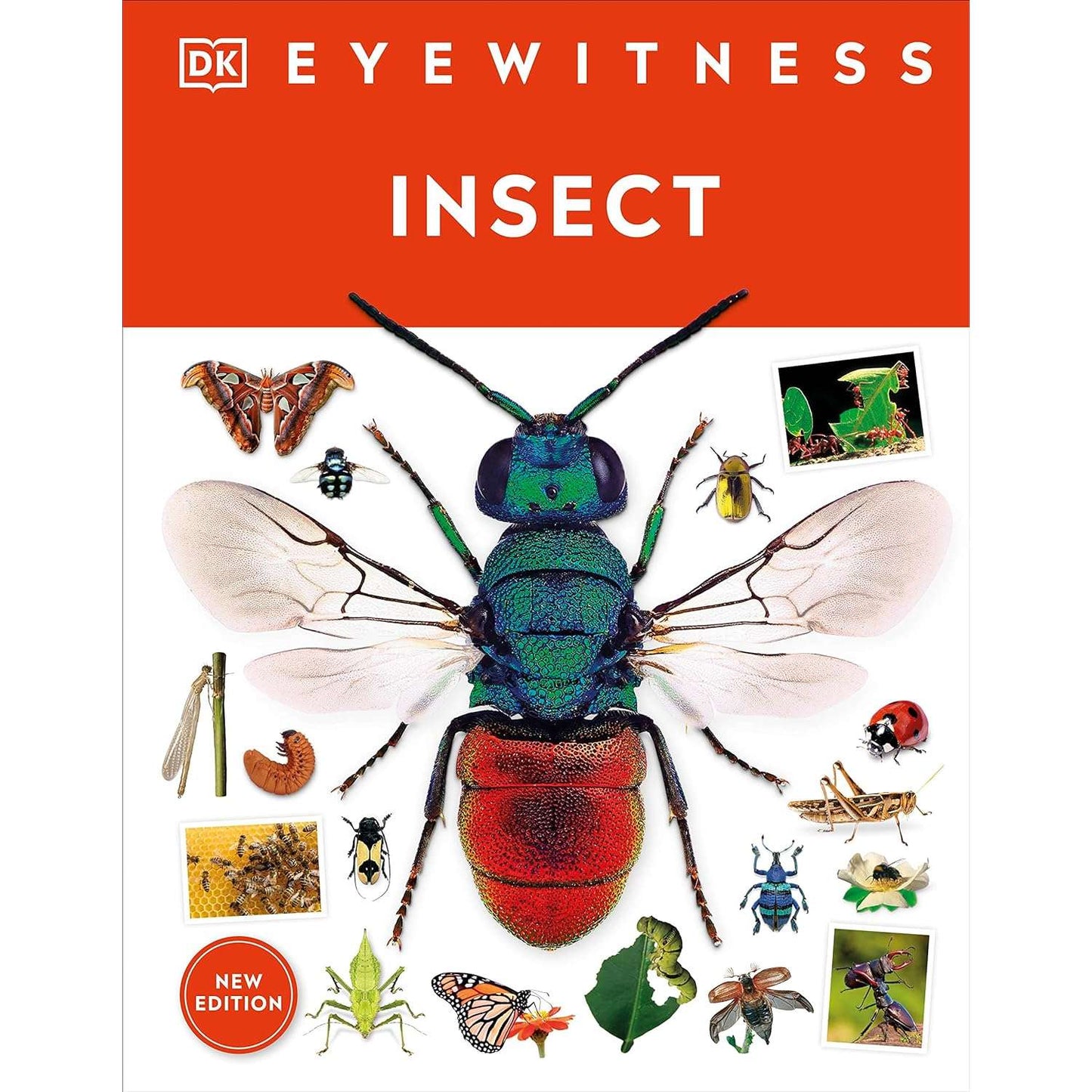 Paradise Clay DKP143 Eyewitness Insect - Book