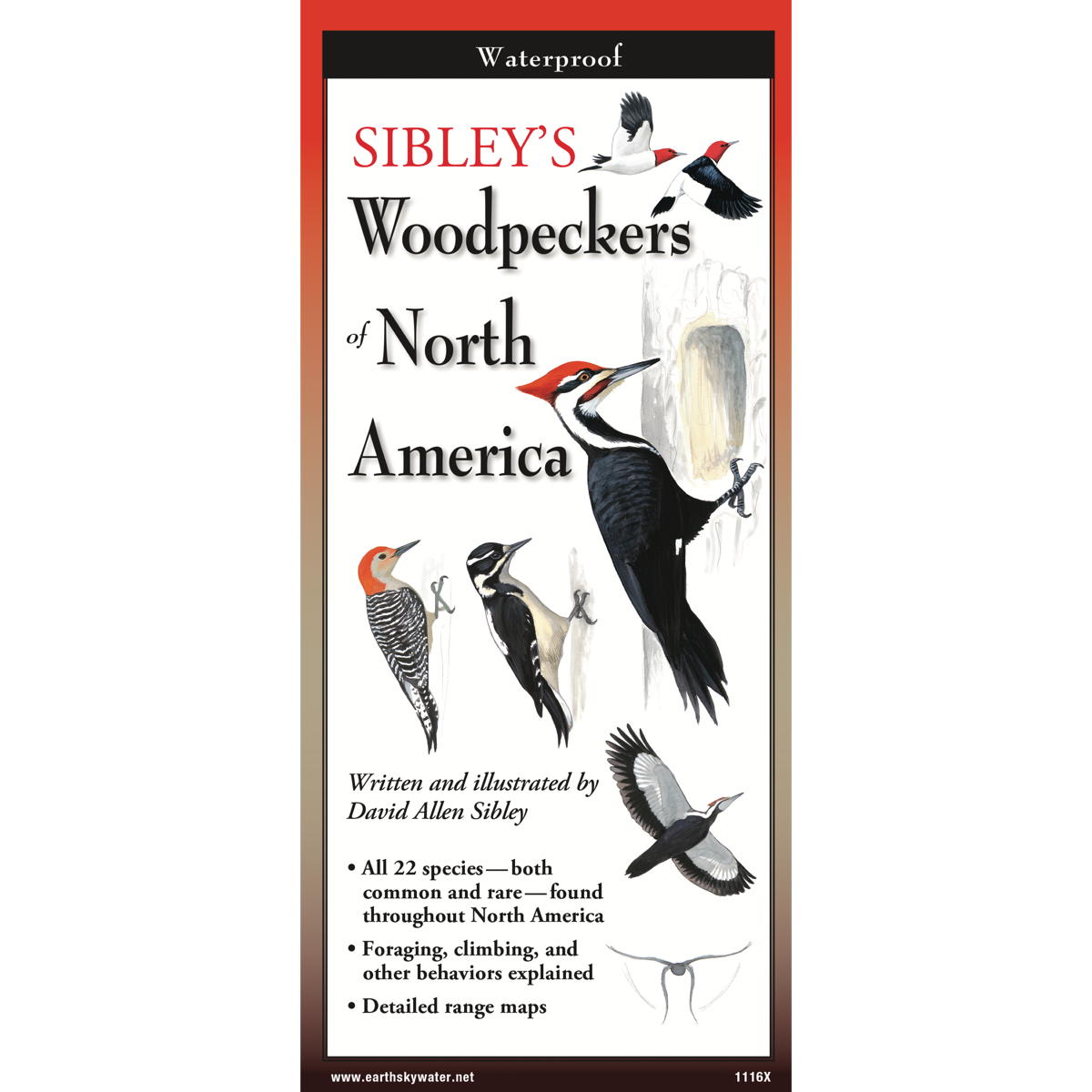 Paradise Clay FGG091 Sibley's Woodpeckers of North America - Folding Pocket Guide