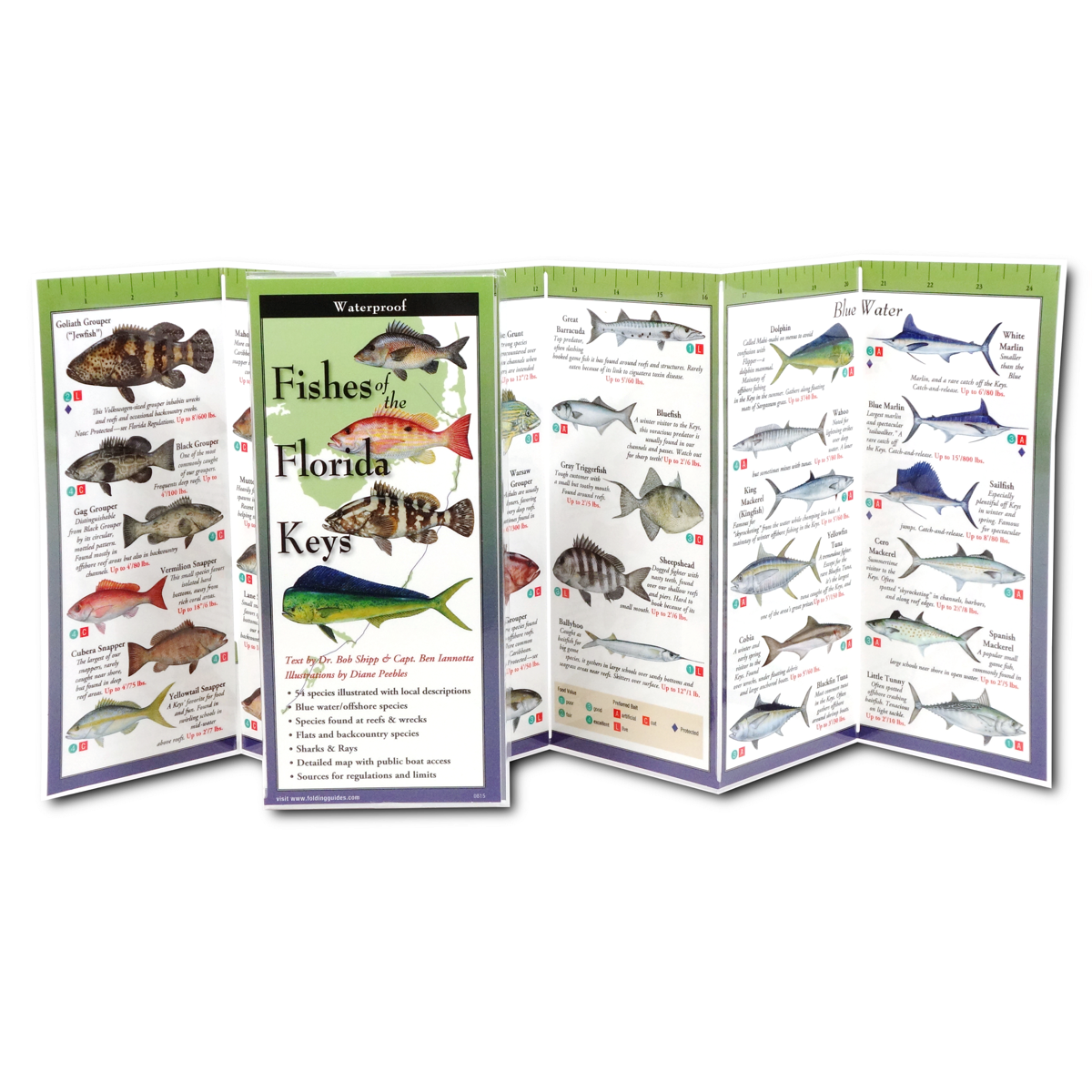 Paradise Clay FGG003 Fishes of the Florida Keys - Folding Guide