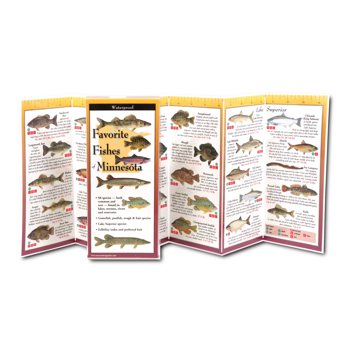 Paradise Clay FGG058 Favorite Fishes of Minnesota - Folding Pocket Guide