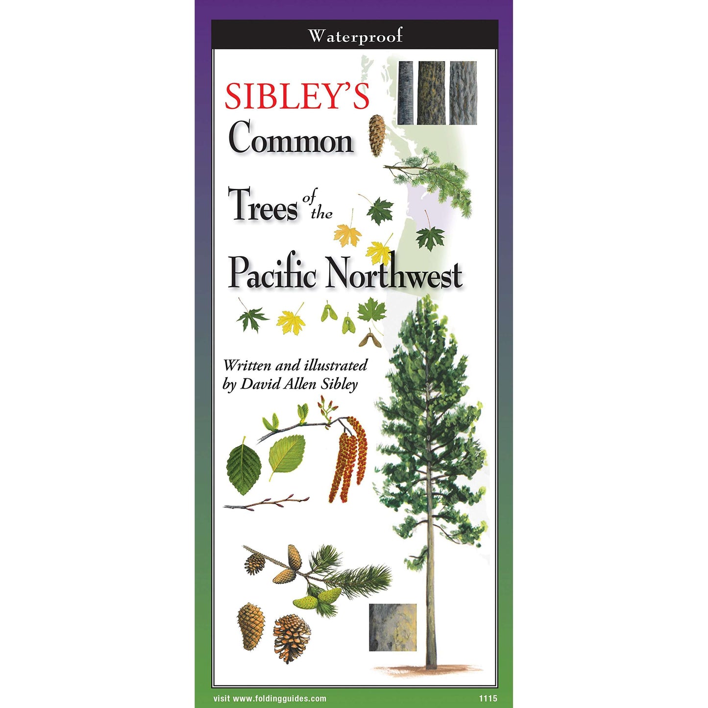 Paradise Clay FGG087 Sibley's Common Trees of The Pacific Northwest - Folding Pocket Guide