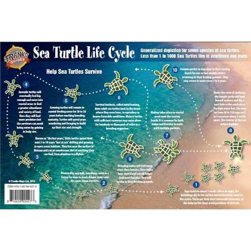 Paradise Clay FRM001 Sea Turtle Life Cycle Laminated Card - Laminated Card