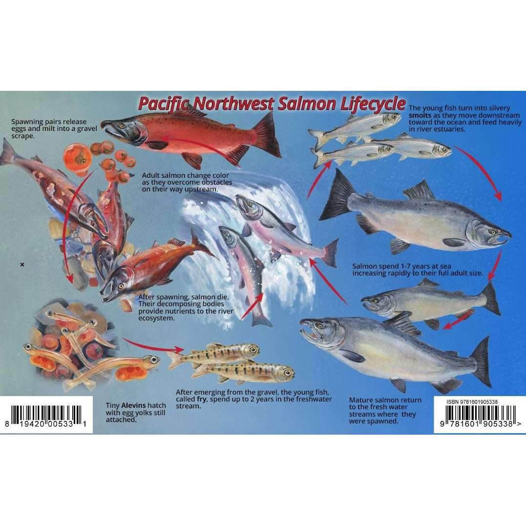 Paradise Clay FRM002 Pacific Northwest Salmon Lifecycle & Identification Laminated Card - Laminated Card