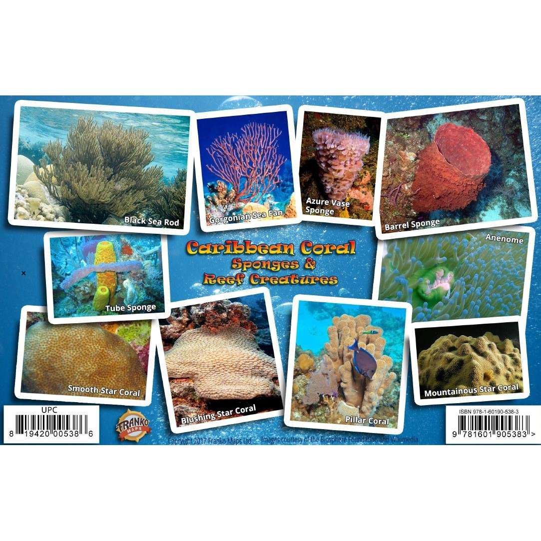 Paradise Clay FRM004 Caribbean Coral Identification Guide Laminated Card - Laminated Card