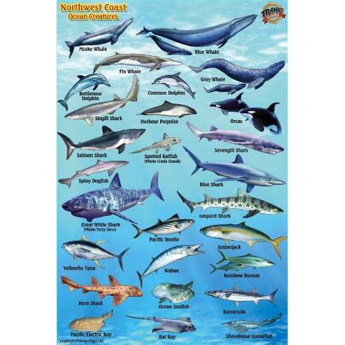Paradise Clay FRM008 Pacific Northwest Ocean & Kelp Creatures Guide Laminated Card - Laminated Card