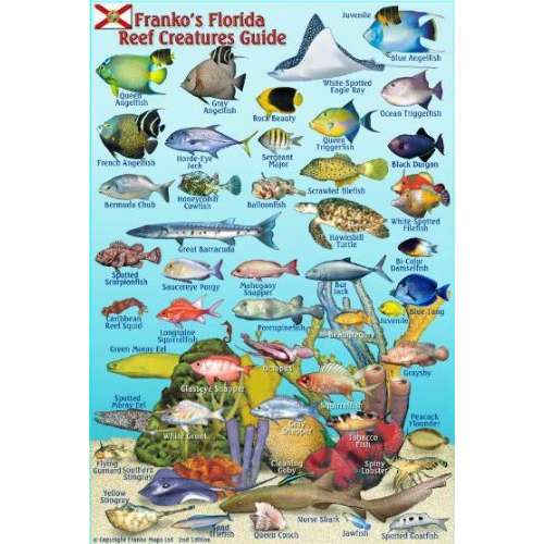 Paradise Clay FRM009 Florida Reef Creatures Guide Laminated Card - Laminated Card