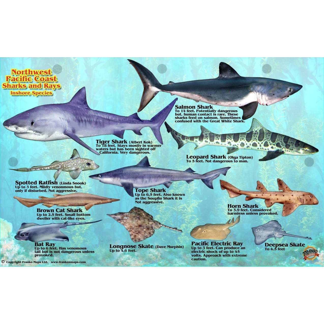 Paradise Clay GPR021 Northwest Pacific Coast Sharks & Rays - Laminated Card