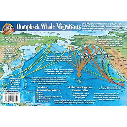 Paradise Clay GPR024 Pacific Humpback Whale Migrations - Laminated Card