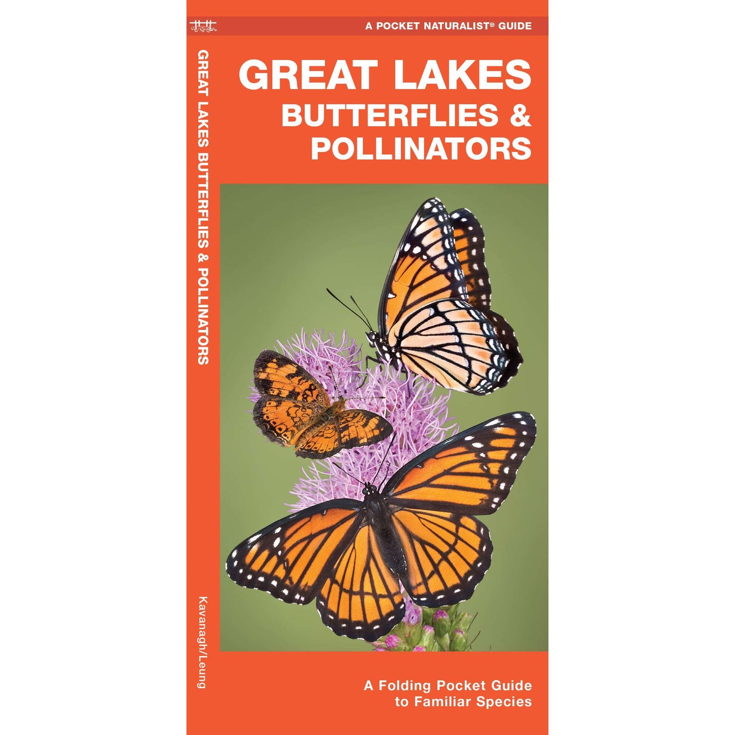 Paradise Clay WFP187 Great Lakes Butterflies & Moths - Folding Pocket Guide