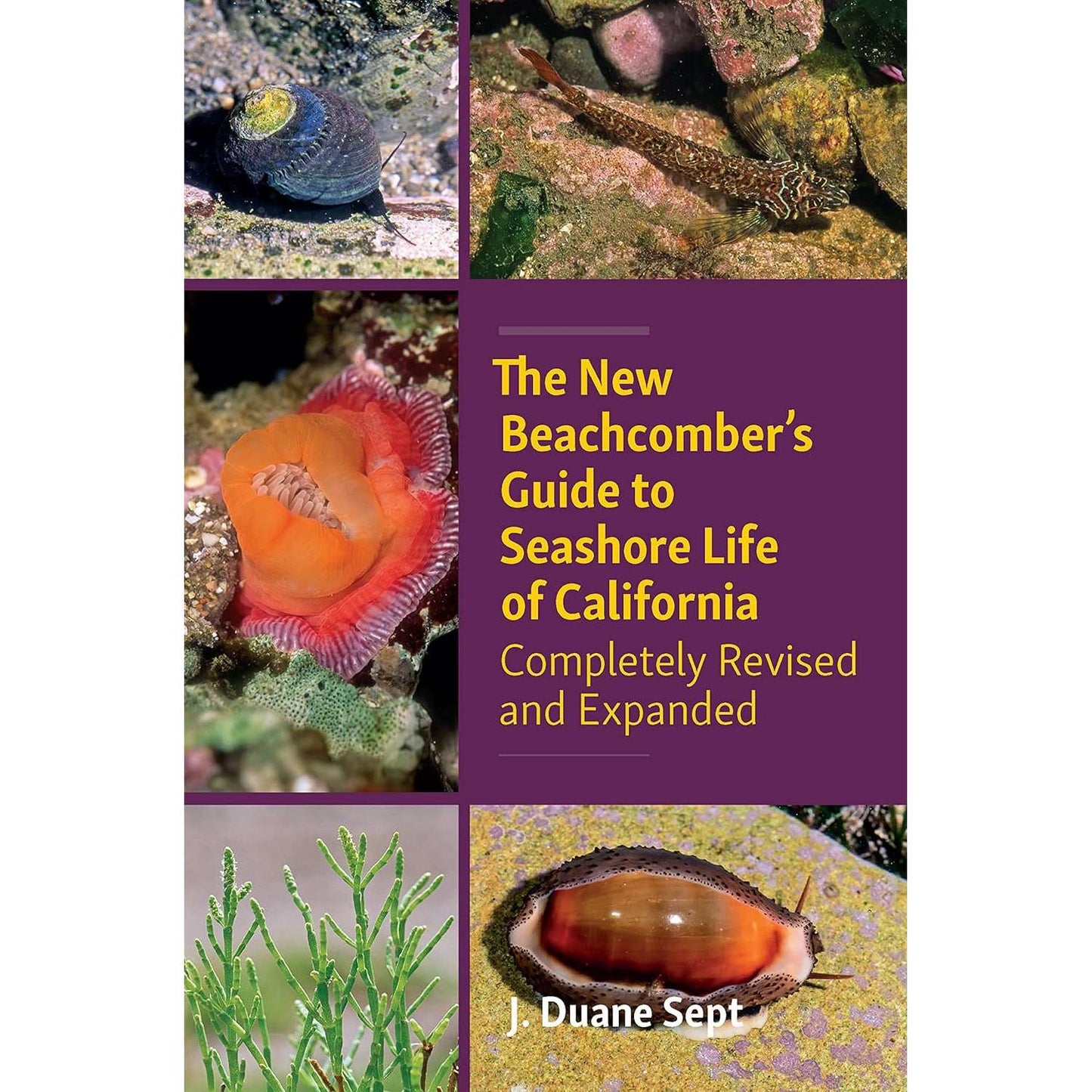 Paradise Clay IPS277 The New Beachcomber’s Guide to Seashore Life of California: Completely Revised and Expanded - Book