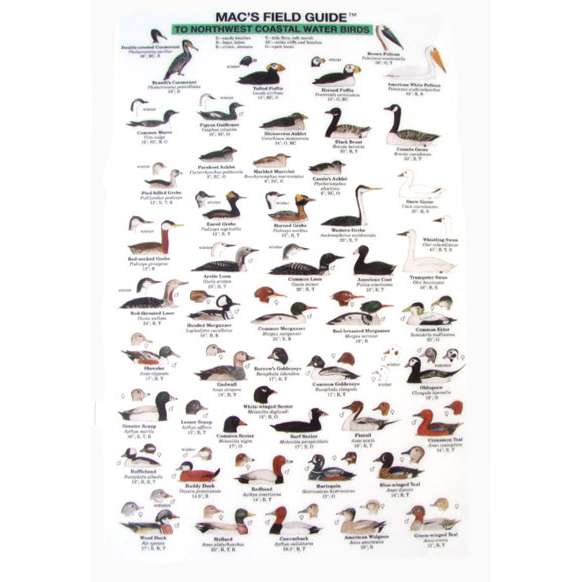 Paradise Clay MAC003 Northwest Coastal Water Birds - Laminated Card