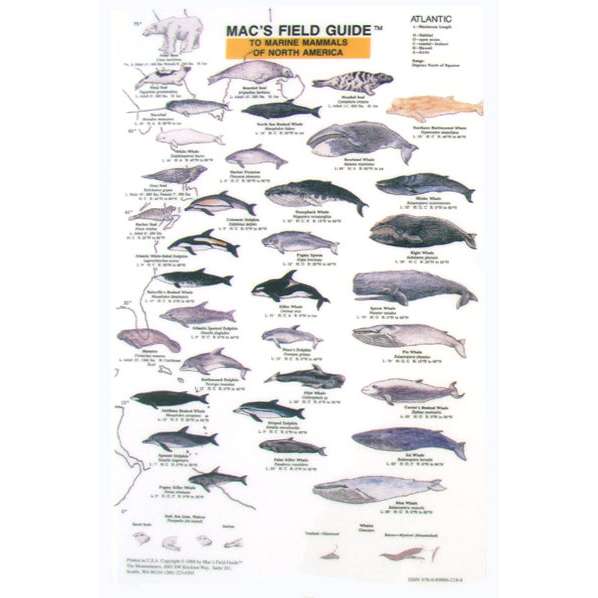 Paradise Clay MAC004 Marine Mammals of North America - Laminated Card