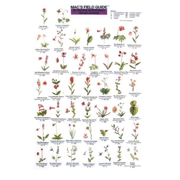 Paradise Clay MAC015 Pacific Northwest Wildflowers - Laminated Card