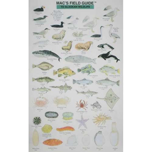 Paradise Clay MAC013 Mac's Field Guide to Alaskan Wildlife - Laminated Card