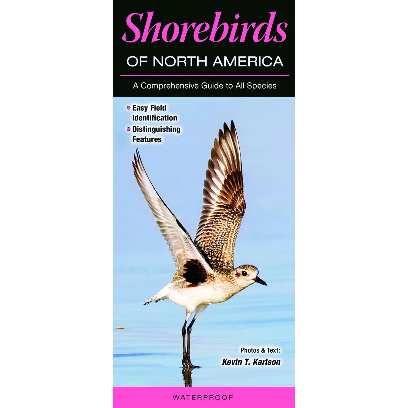 Paradise Clay QRP001 Shorebirds of North America - Folding Pocket Guide