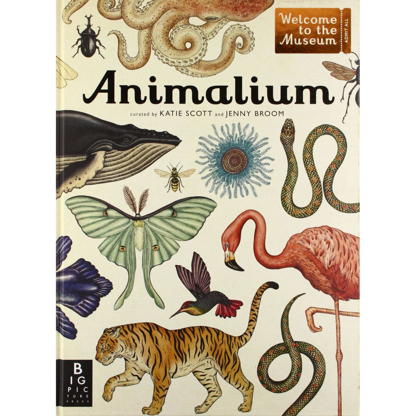 Paradise Clay RAN344 Animalium (Welcome to the Museum Series) - Book