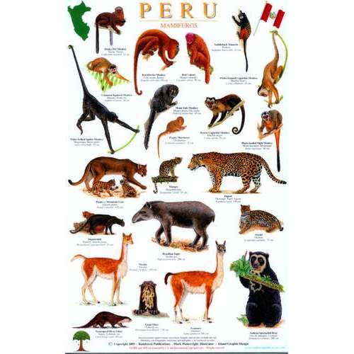 Paradise Clay RFP037 Peru Mammals Guide - Laminated Card