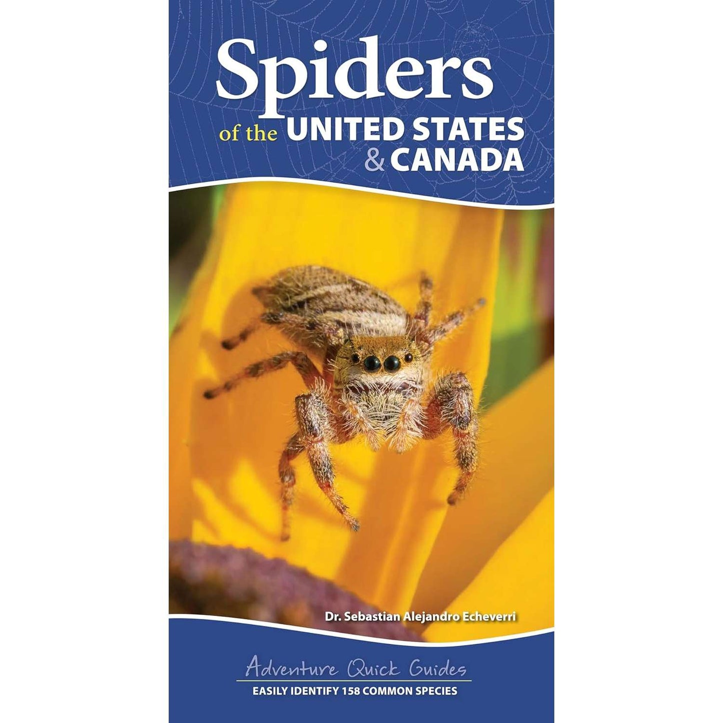 Paradise Clay AVK148 Spiders of the United States & Canada - Book