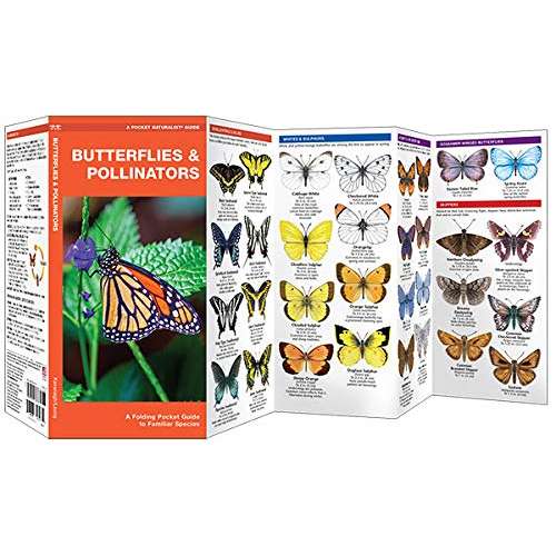 Paradise Clay WFP178 Butterflies & Pollinators: A Folding Pocket Guide to Familiar Species - Folding Pocket Guide