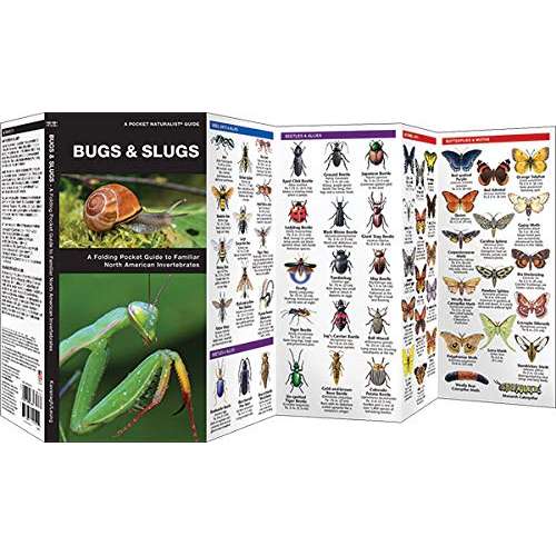 Paradise Clay WFP182 Bugs & Slugs: A Folding Pocket Guide to Familiar North American Invertebrates - Folding Pocket Guide