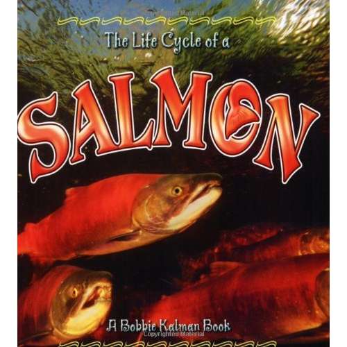 Paradise Clay CBP017 The Life Cycle of a: Salmon - Book