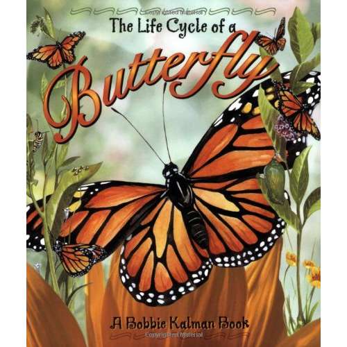 Paradise Clay CBP023 The Life Cycle of a Butterfly - Book