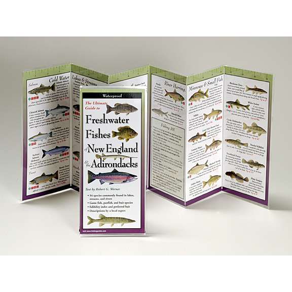 Paradise Clay FGG051 Freshwater Fishes of New England & Adirondacks - Folding Guide