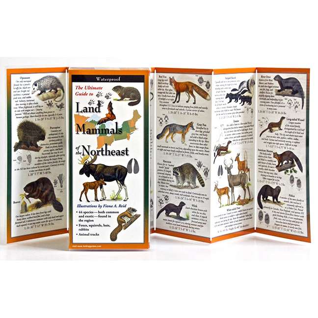 Paradise Clay FGG063 Land Mammals of the Northeast - Folding Guide