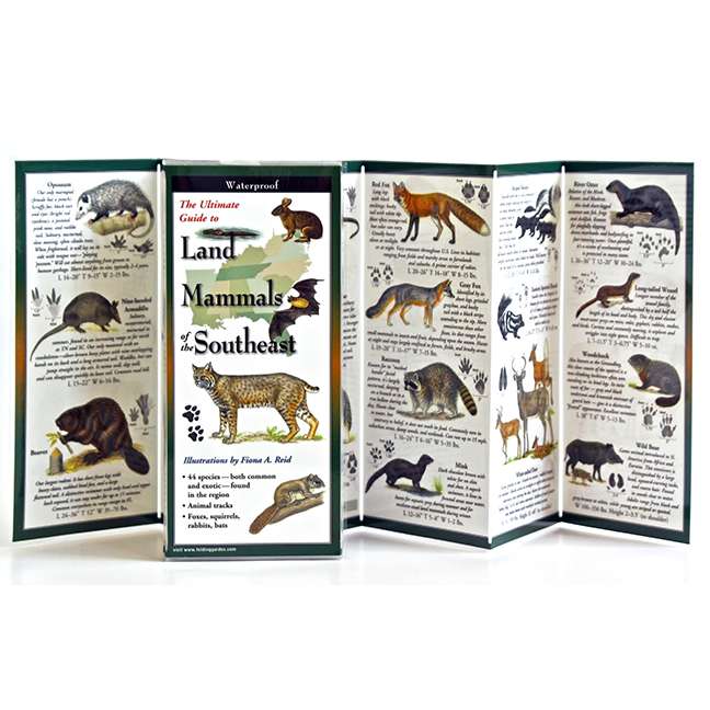 Paradise Clay FGG064 Land Mammals of the Southeast - Folding Guide