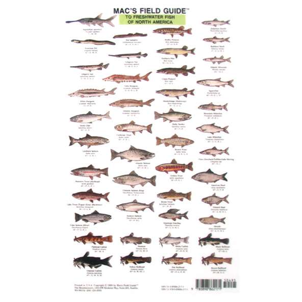 Paradise Clay MAC005 Mac's Field Guides: North American Freshwater Fish - Laminated Card