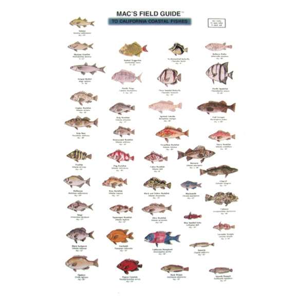 Paradise Clay MAC006 California Coastal Fishes - Laminated Card
