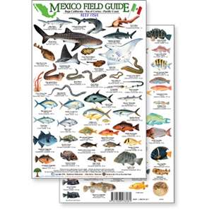 Paradise Clay RFP006 Mexico Field Guide: Baja, Sea of Cortez Reef Fish - Laminated Card