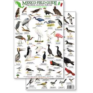 Paradise Clay RFP007 Mexico Field Guide: Baja, Sea of Cortez Sea & Shore Bird Guide - Laminated Card