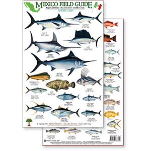 Paradise Clay RFP008 Mexico Field Guide: Baja, Sea of Cortez Sport Fish - Laminated Card