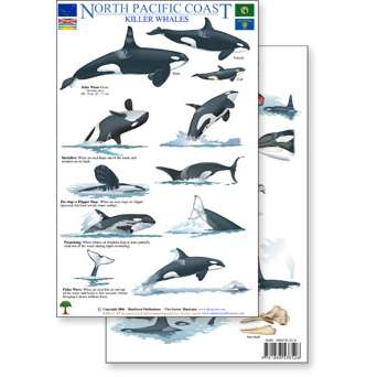 Paradise Clay RFP033 North Pacific Killer Whales & Behaviors Field Guide - Laminated Card