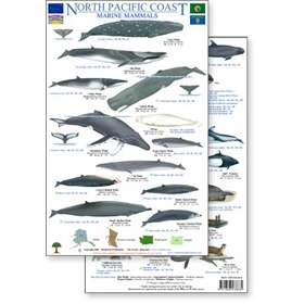Paradise Clay RFP032 North Pacific Marine Mammals Guide - Laminated Card