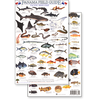 Paradise Clay RFP027 Panama Pacific Reef Fish - Laminated Card