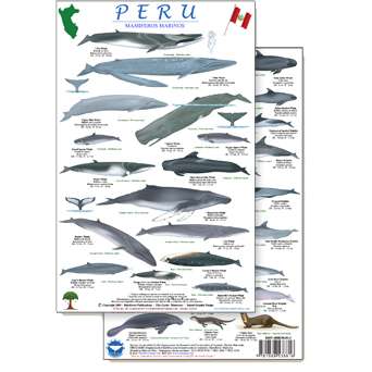 Paradise Clay RFP041 Peru Marine Mammals Guide - Laminated Card