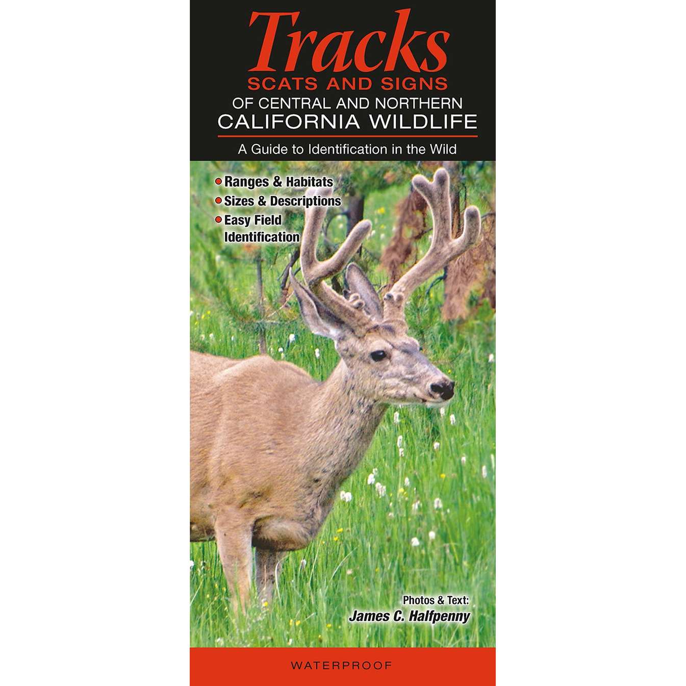 Paradise Clay QRP010 Mammals of Central and Northern California: Tracks, Scats and Signs - Folding Pocket Guide