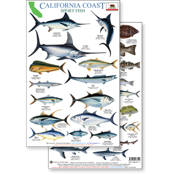 Paradise Clay RFP059 California Coast Field Guide: Sportfish - Laminated Card
