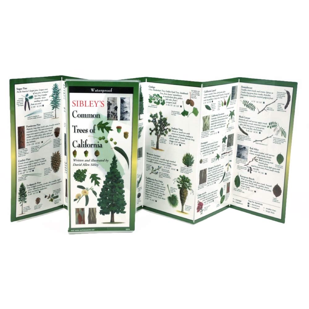 Paradise Clay FGG109 Sibleys Common Trees Of California Folding Guide - Book