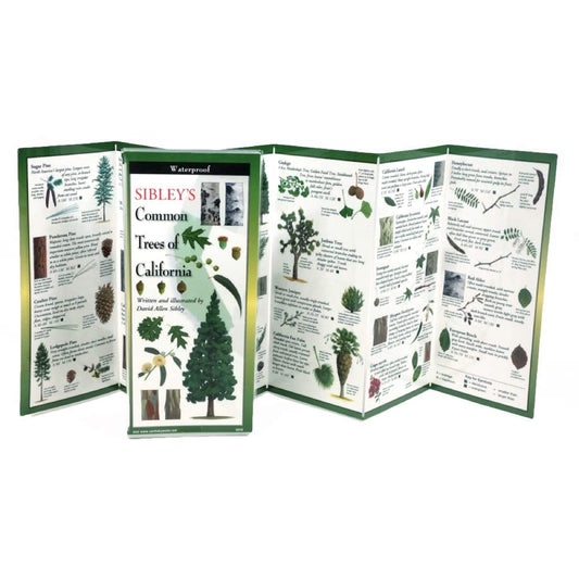 Paradise Clay FGG109 Sibleys Common Trees Of California Folding Guide - Book