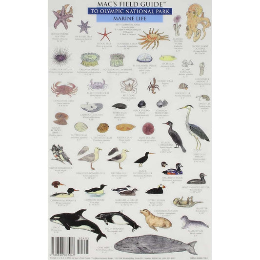 Paradise Clay MAC020 Mac'sField Guide To Olympic National Park: Land Animals / Marine Life - Book