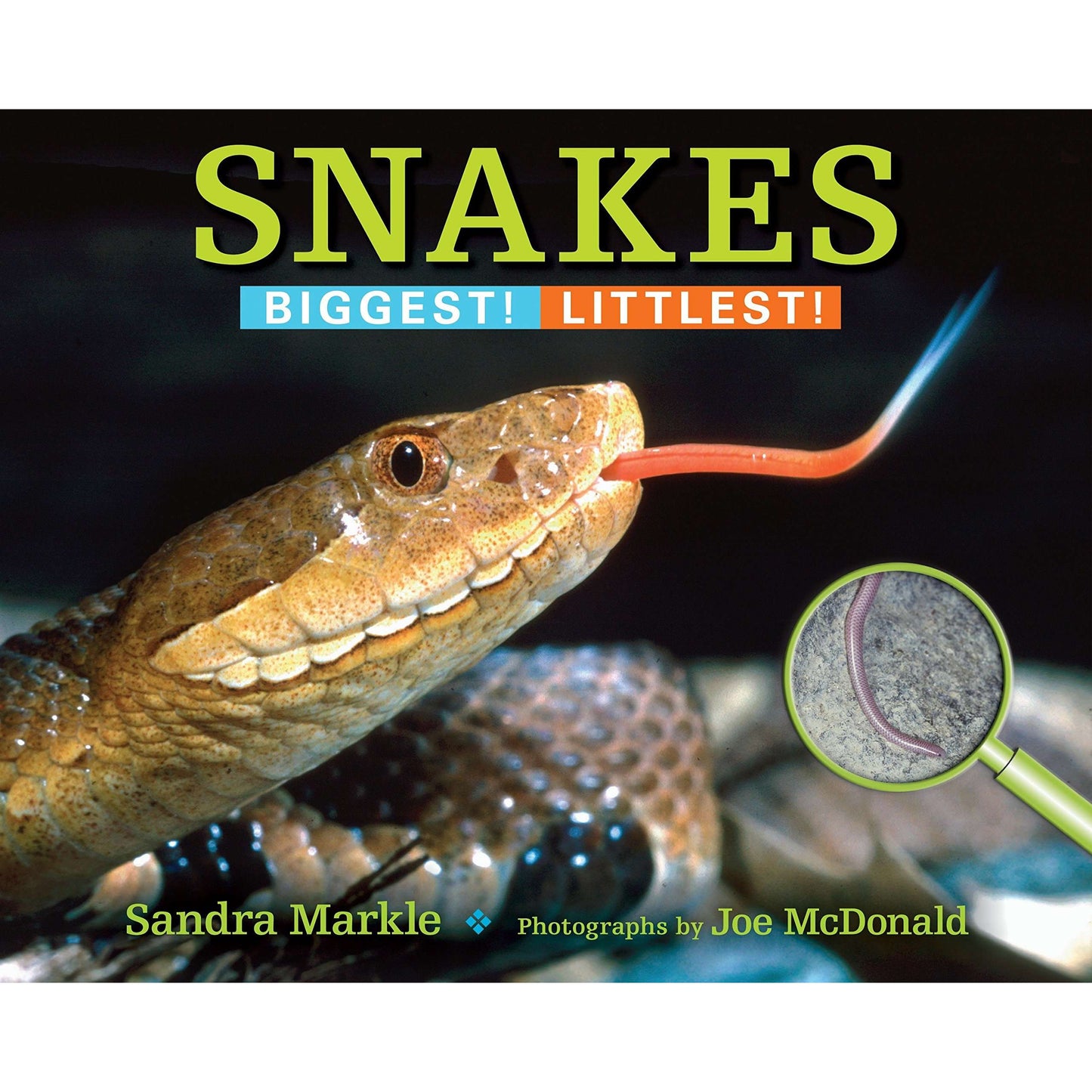 Paradise Clay RAN603 Snakes - Book