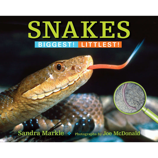 Paradise Clay RAN603 Snakes - Book