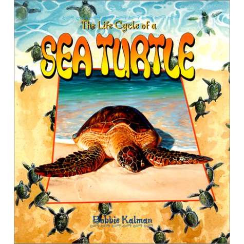 Paradise Clay CBP020 The Life Cycle of a Sea Turtle - Book