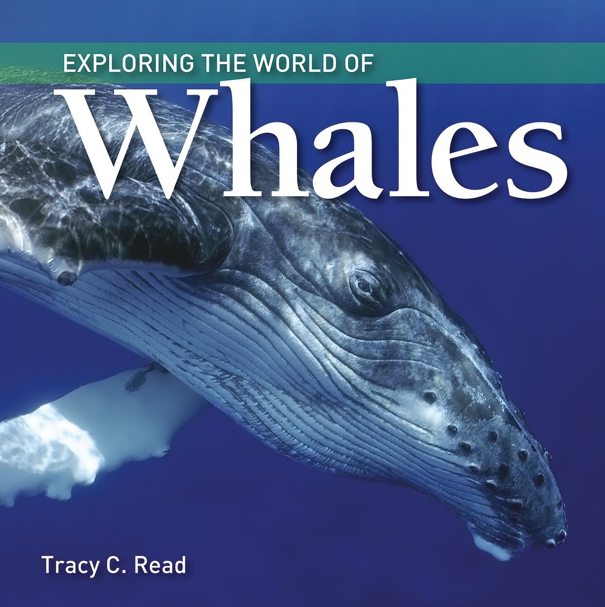 Paradise Clay FFB152 Exploring the World of Whales - Book