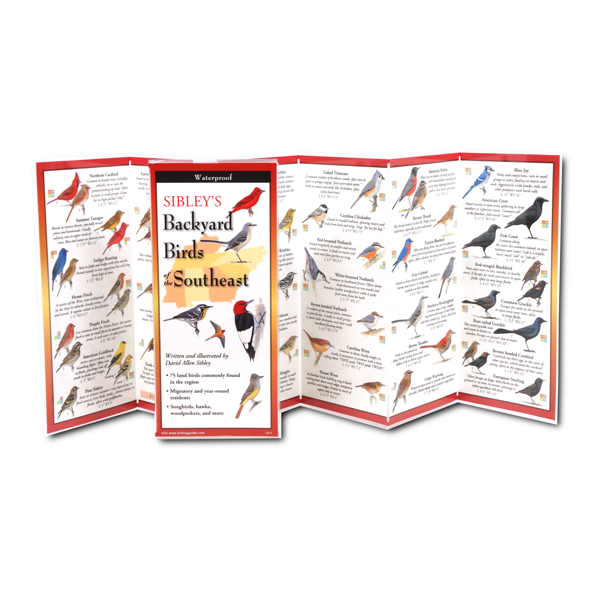 Paradise Clay FGG029 Sibley's Backyard Birds of the Southeast - Folding Guide